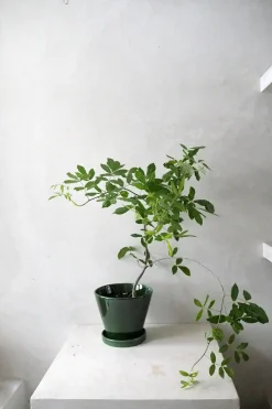 PLANT Balsamtræ Online