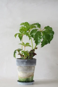 PLANT Begonia Carolineifolia, lille Sale
