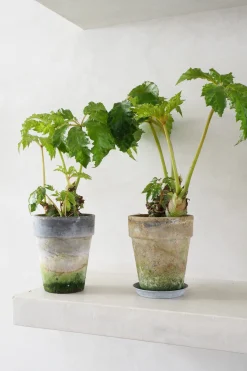 PLANT Begonia Carolineifolia, lille Sale