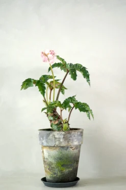 PLANT Begonia Carolineifolia, lille Sale