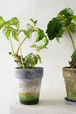 PLANT Begonia Carolineifolia, lille Sale