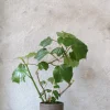 PLANT Begonia convolvulacea Online