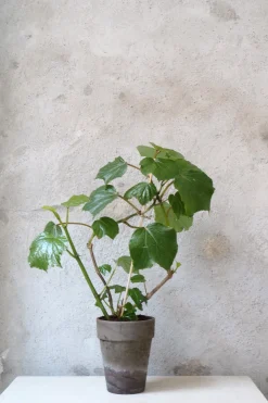 PLANT Begonia convolvulacea Online
