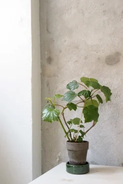 PLANT Begonia convolvulacea Online