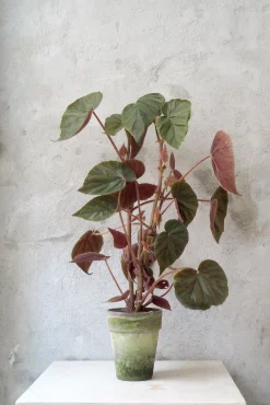 PLANT Begonia Oldemor New
