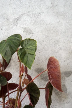 PLANT Begonia Oldemor New