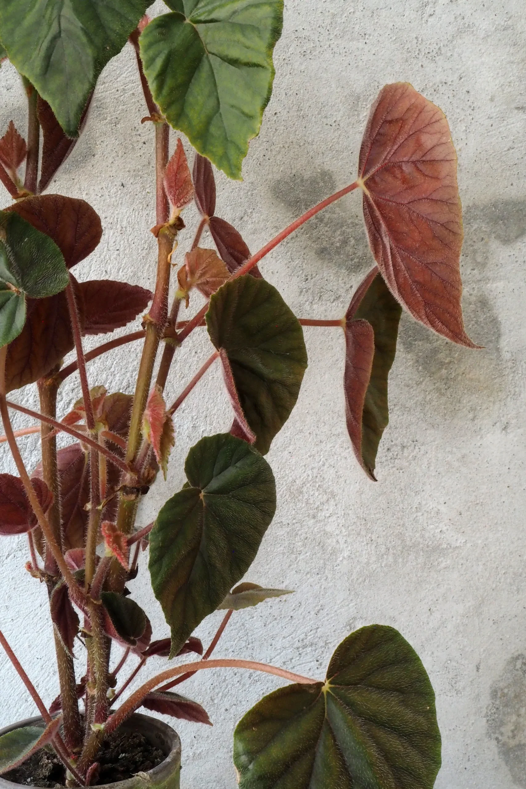 PLANT Begonia Oldemor New