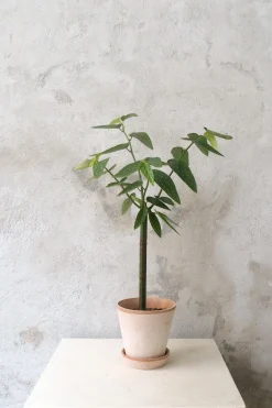 PLANT Begonia opstammet Sale