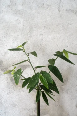 PLANT Begonia opstammet Sale