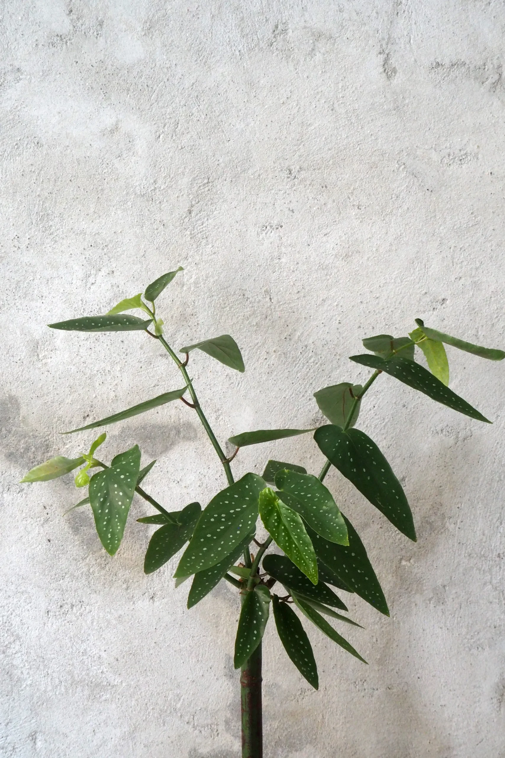 PLANT Begonia opstammet Sale