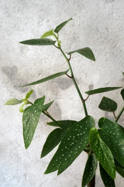 PLANT Begonia opstammet Sale