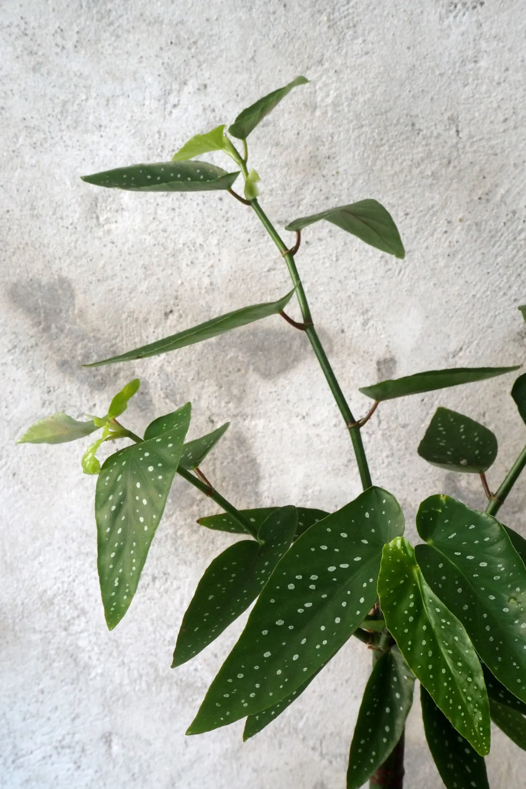 PLANT Begonia opstammet Sale