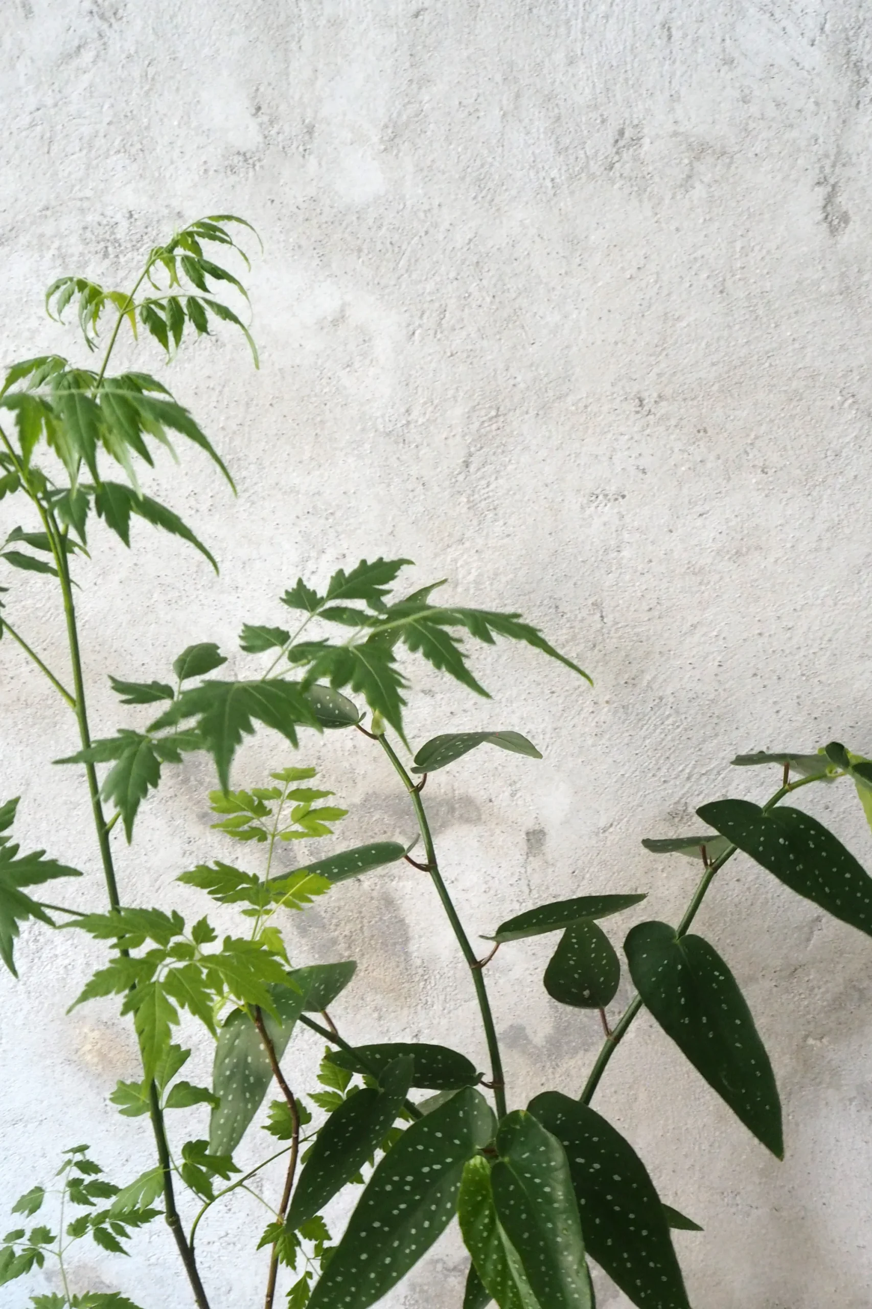 PLANT Begonia opstammet Sale