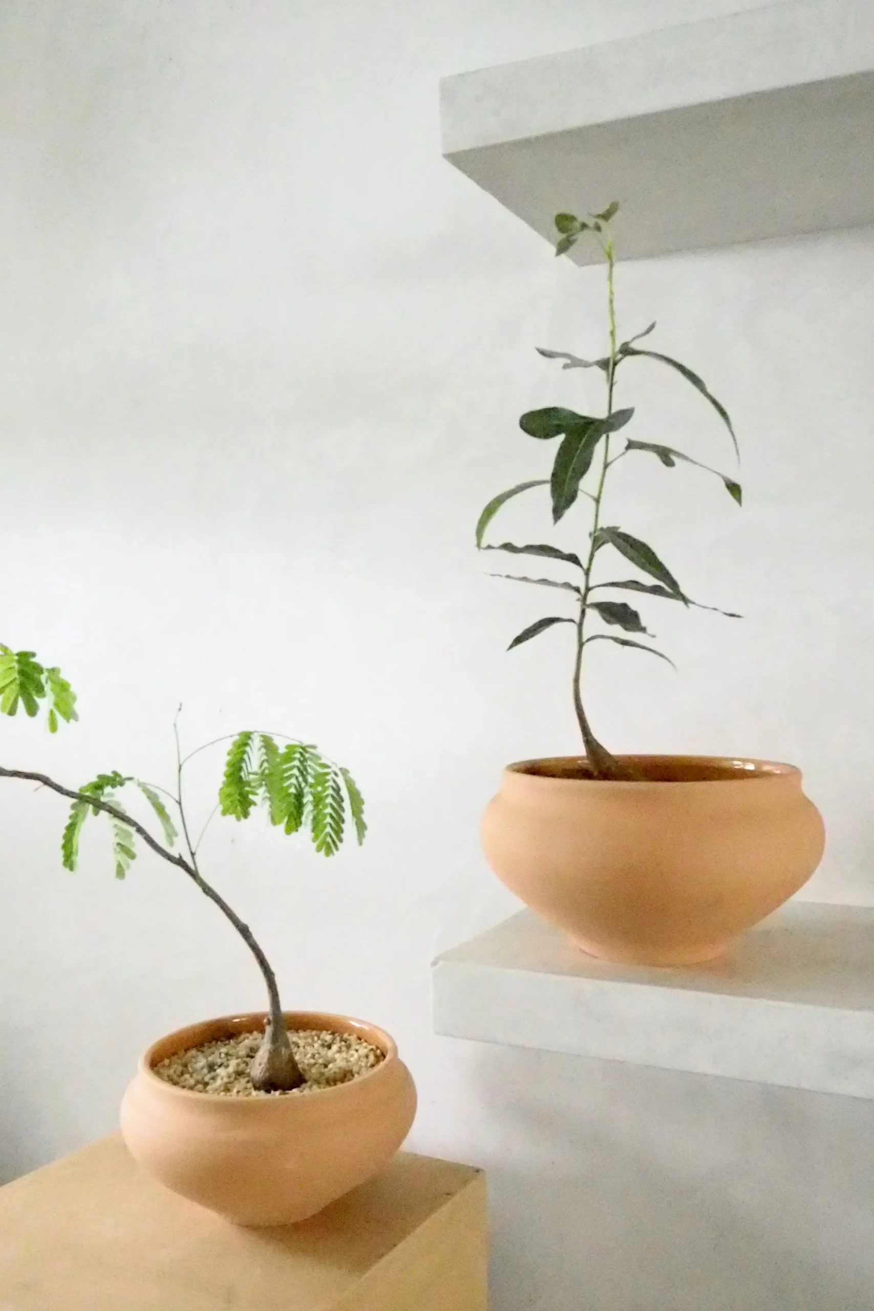 PLANT Belle krukke, stor Discount