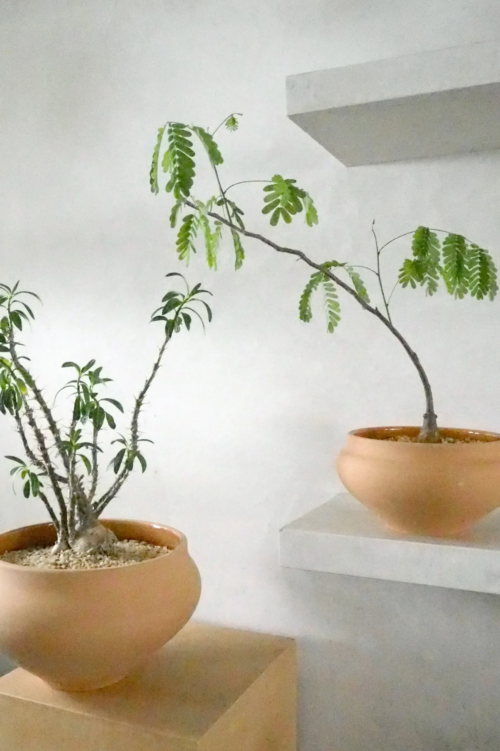 PLANT Belle krukke, stor Discount