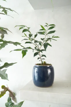 PLANT Berit, blå, ø12 cm Discount