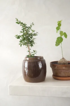 PLANT Berit, brun ø 12 cm Online
