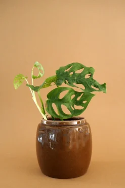 PLANT Berit, brun ø 12 cm Online