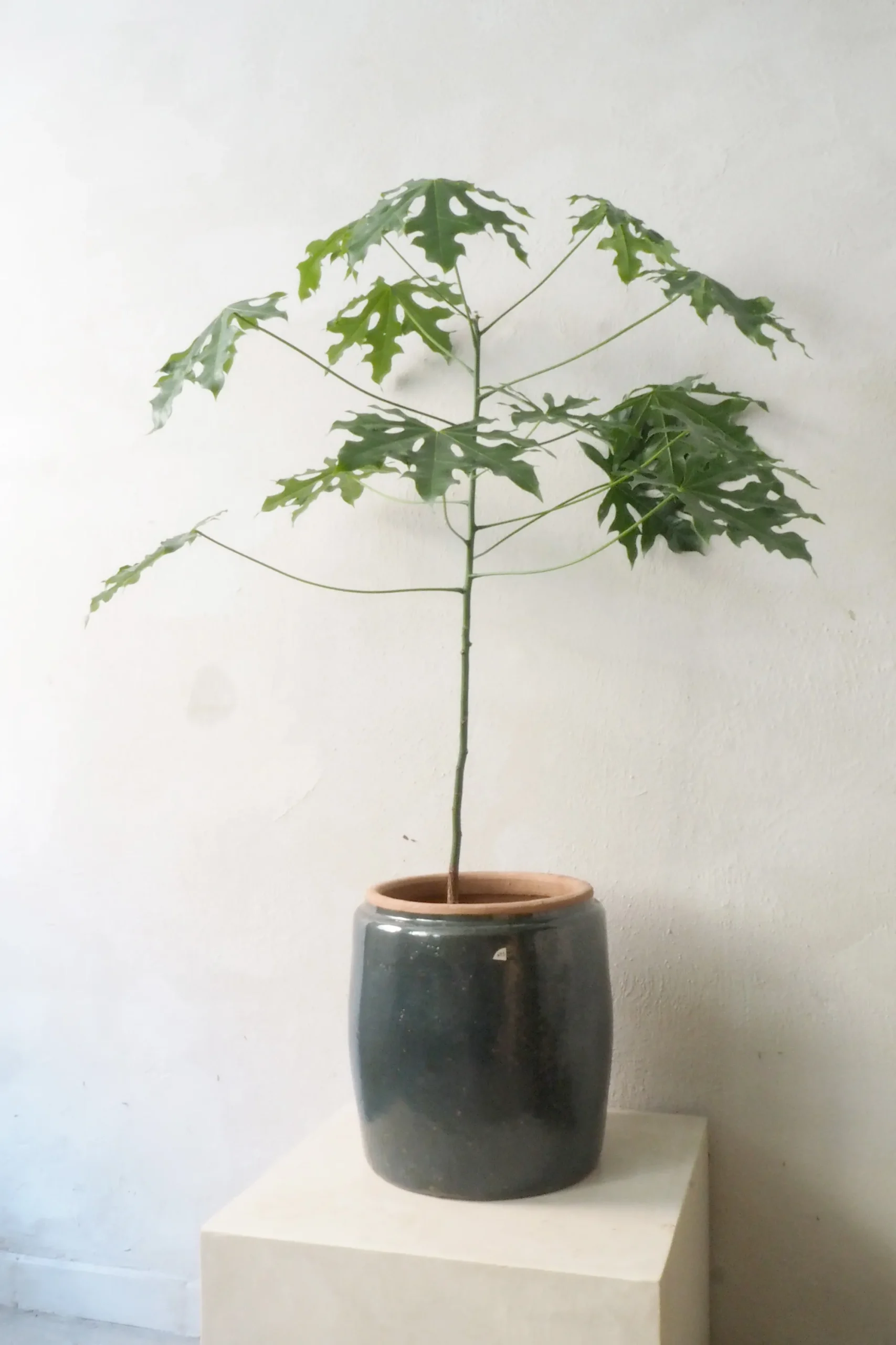 PLANT Berit krukken, ø 33, grønblå