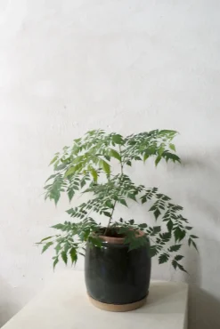 PLANT Berit krukken, Grøn ø 22 cm Hot