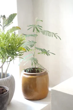 PLANT Berit krukken, mustard, ø 22 cm Discount