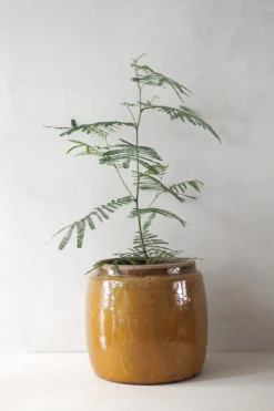 PLANT Berit krukken, mustard, ø 22 cm Discount