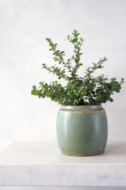 PLANT Berit, lysegrøn, ø12 cm Clearance