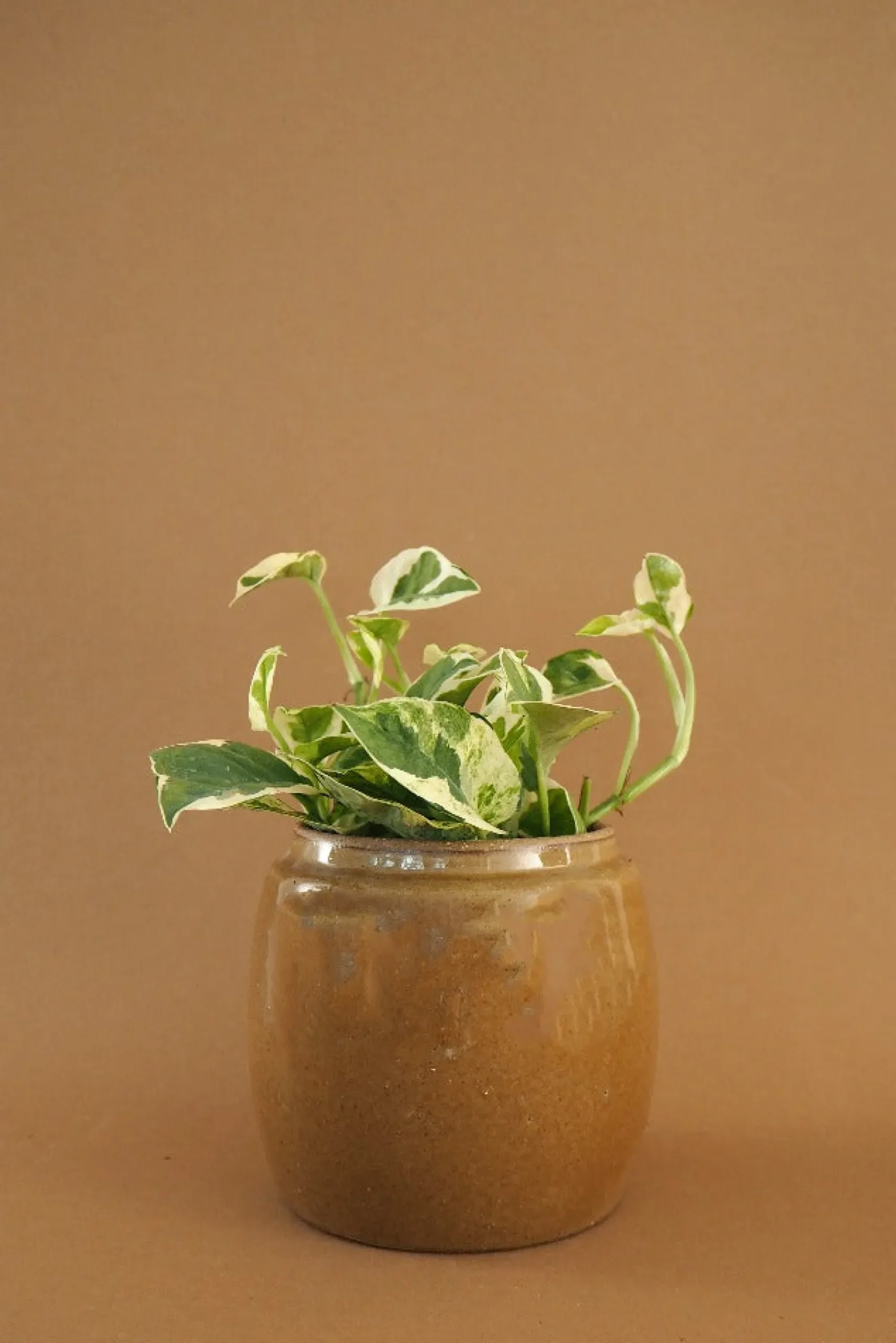 PLANT Berit, mustard ø12 cm Discount