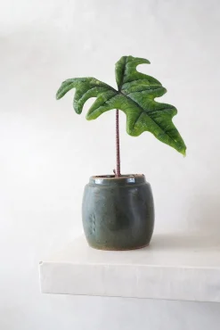 PLANT Berit, olivengrøn ø12 cm New