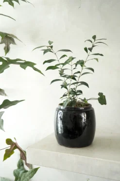 PLANT Berit, sort, ø12 cm Sale