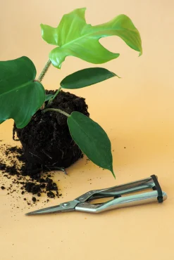 PLANT Beskærersaks Best