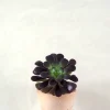 PLANT Black Rose - Aeonium Discount