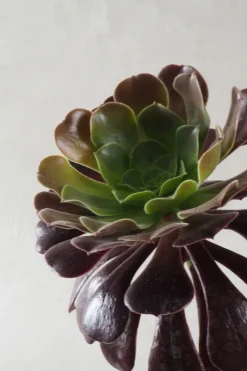 PLANT Black Rose - Aeonium Discount
