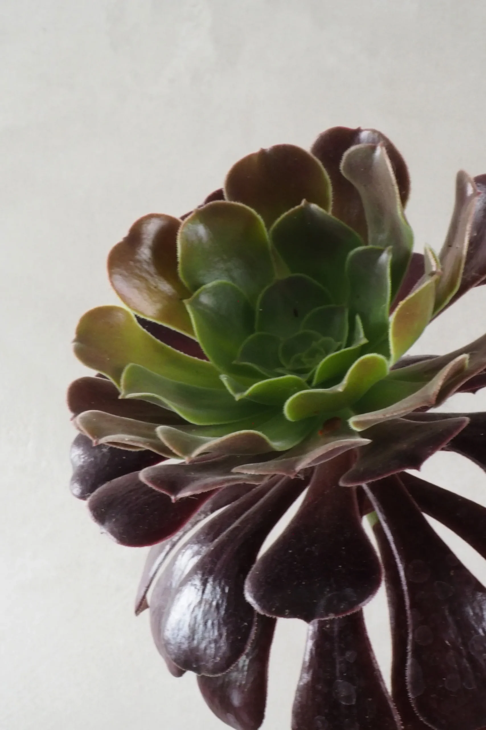 PLANT Black Rose - Aeonium Discount
