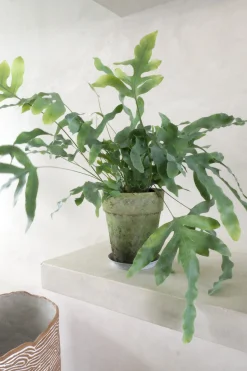 PLANT Blue star bregne Online