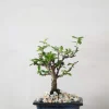PLANT Bonsai Carmona, lille