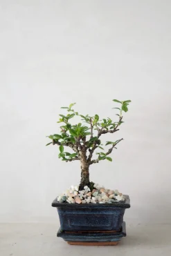PLANT Bonsai Carmona, lille