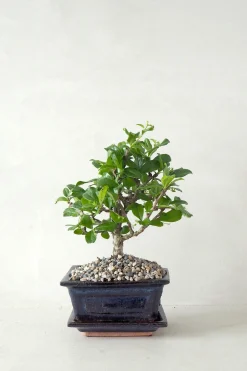 PLANT Bonsai Carmona, lille