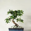 PLANT Bonsai Carmona, medium Clearance