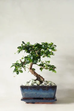 PLANT Bonsai Carmona, medium Clearance