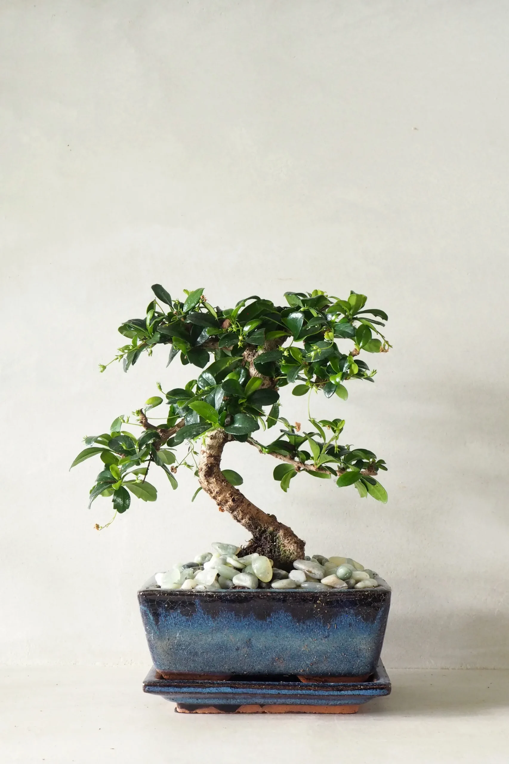 PLANT Bonsai Carmona, medium Clearance