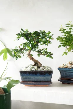 PLANT Bonsai Carmona, medium Clearance
