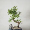 PLANT Bonsai Carmona, stor Sale