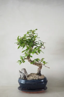 PLANT Bonsai Carmona, stor Sale