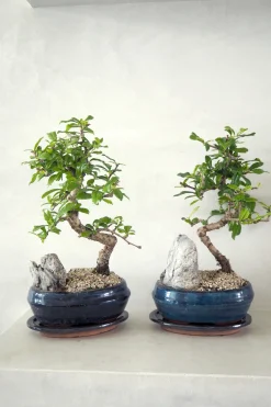 PLANT Bonsai Carmona, stor Sale
