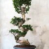 PLANT Bonsai Ficus Ginseng, stor