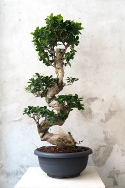 PLANT Bonsai Ficus Ginseng, stor