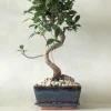 PLANT Bonsai Ficus, medium I