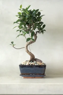 PLANT Bonsai Ficus, medium I