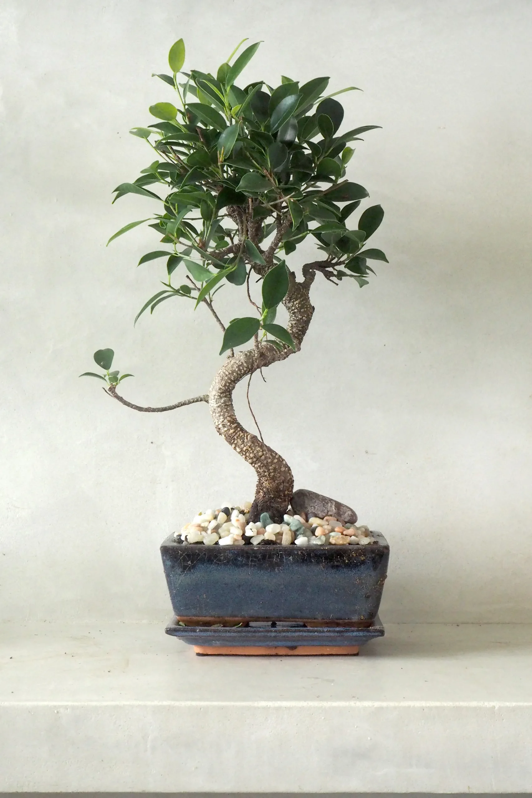 PLANT Bonsai Ficus, medium I